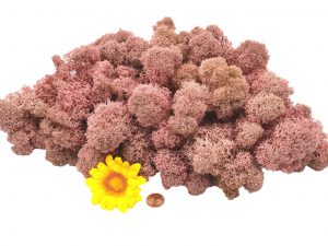 Muwse Islandmoos Rosa 100 g Maßstab Spur G Modellbau