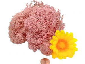 Muwse Islandmoos Rosa 10 g Maßstab Spur G Modellbau