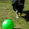 PROCYON Treibball Größe S - extra stabil - grün – Bild 5