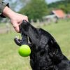 Dog Comets Meteor Wurfstock - Pink / L – Bild 6