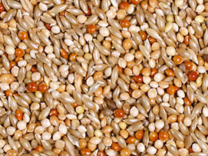 JR Birds Wellensitt Schmaus 1kg