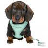 Trixie Junior Welpen-Softgeschirr mit Leine - mint – Bild 3