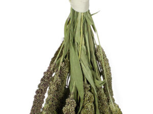 JR Birds Grüne Senegalhirs.50g